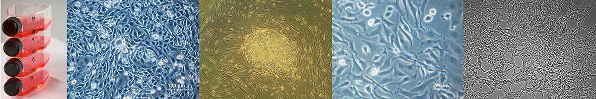 Cell culture_Cancer Epigenetics Society